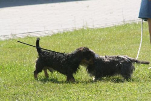 Habbel 05.06.10 455.jpg